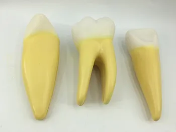 12-кратно увеличенная модель зубов (3 зуба/комплект) анатомическая модель зуба, обучающая модель стоматолога