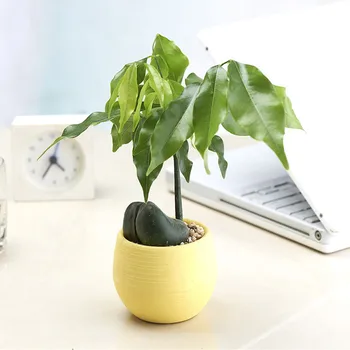 New Mini Colourful Round Plastic Plant Flower Pots Home Office Decor Planter 2023 kitchen utensils hot sale кашпо для цветов
